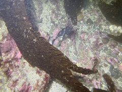 Cheilotrema saturnum