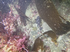Cheilotrema saturnum