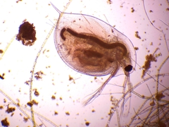 Daphnia pulex