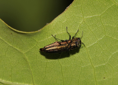 Agrilus angustulus