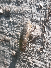 Dicerca berolinensis