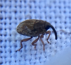 Trichosirocalus troglodytes