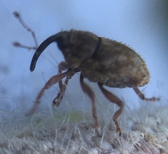 Trichosirocalus troglodytes