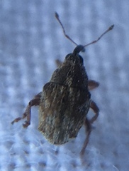 Trichosirocalus troglodytes