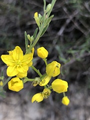 Haplophyllum linifolium