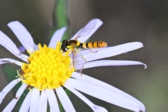 Sphaerophoria menthastri