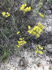 Haplophyllum linifolium