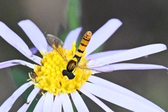 Sphaerophoria menthastri