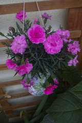 Dianthus caryophyllus