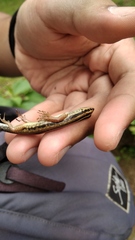 Sphenomorphus sanctus