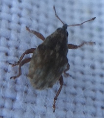 Trichosirocalus troglodytes