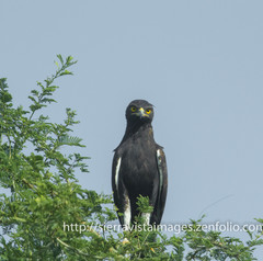 Lophaetus occipitalis