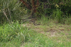 Varanus albigularis