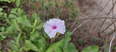 Ipomoea sagittifolia