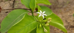 Morinda pubescens