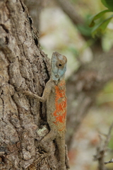 Agama mossambica