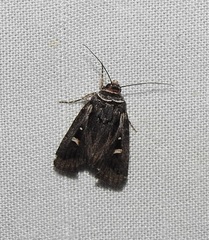 Proteuxoa chrysospila