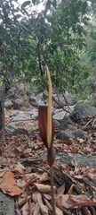 Amorphophallus commutatus