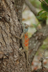 Agama mossambica