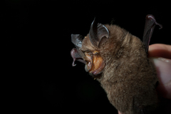 Bornean Horseshoe Bat photo 2