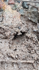 Odontomachus simillimus