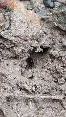 Odontomachus simillimus