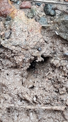 Odontomachus simillimus