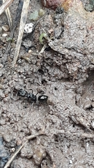 Odontomachus simillimus