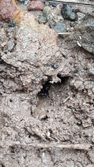 Odontomachus simillimus