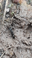 Odontomachus simillimus