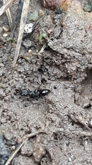 Odontomachus simillimus