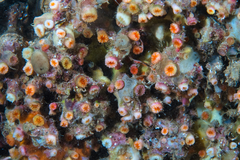 Cladopsammia eguchii