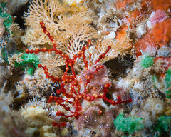 Melithaea bicolor