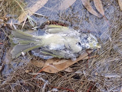 Ptilotula penicillata penicillata