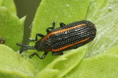 Microrhopala rubrolineata