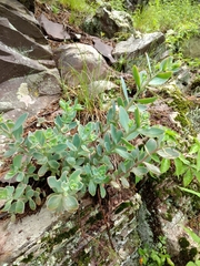 Hylotelephium telephioides