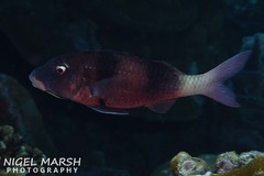 Parupeneus multifasciatus