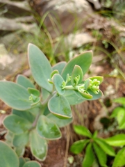 Hylotelephium telephioides