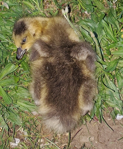 Canada Goose photographed in Indiana
