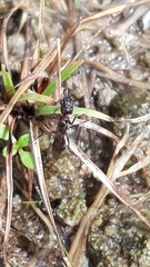 Odontomachus simillimus