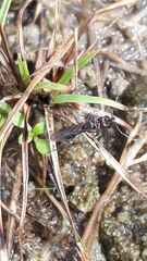 Odontomachus simillimus