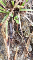Odontomachus simillimus