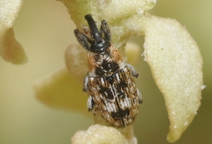 Cosmobaris scolopacea