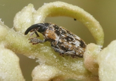 Cosmobaris scolopacea