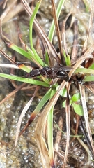 Odontomachus simillimus