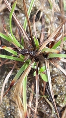 Odontomachus simillimus