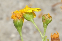 Lasthenia glabrata coulteri