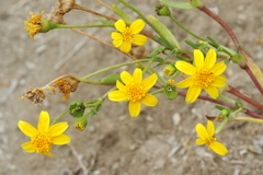 Lasthenia glabrata coulteri