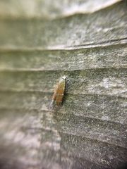 Battaristis vittella