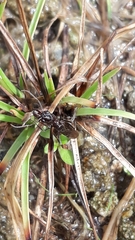 Odontomachus simillimus
